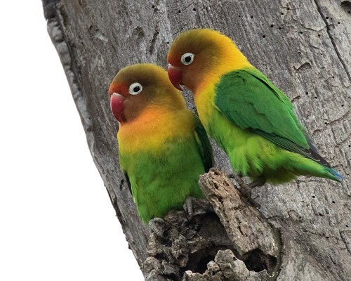 13 Jenis  dan Warna  Burung Lovebird  Teranggun Beserta 