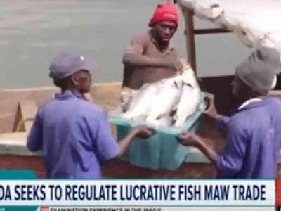 Uganda Seeks to Regulate Fish Maw Trade