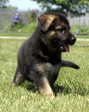 German Shepherd  on German Shepherd Dog