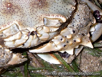 Spotted Moon Crab (Ashtoret lunaris)