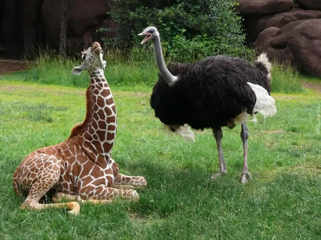 A giraffe and an ostrich standing together in a zoo.