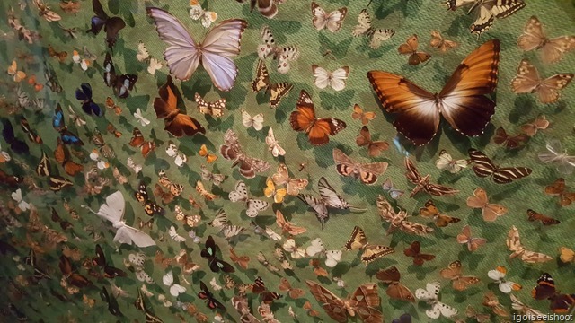 display of various species of butterflies on a large wall 