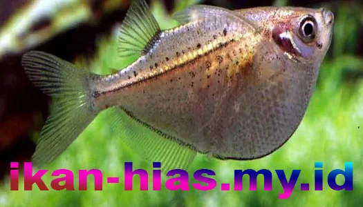 ikan hias air tawar mengkilap marbled-hatchetfish