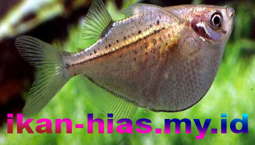 ikan hias air tawar mengkilap marbled-hatchetfish