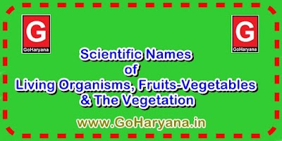 Vegetables And Fruits Names Pdf