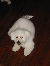 Conan...The Dunbarian Guard Dog