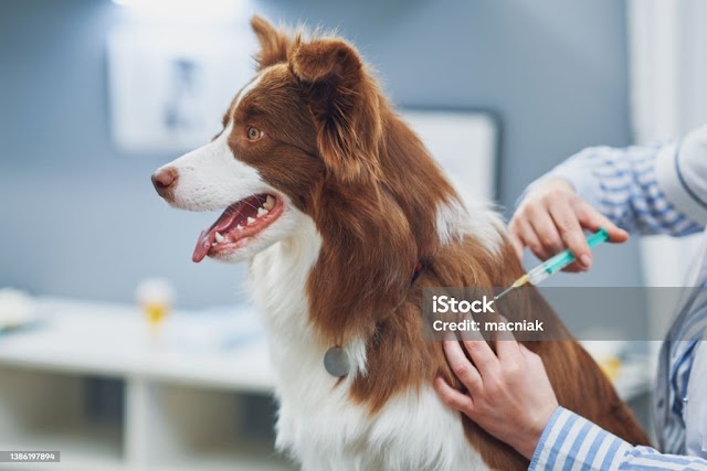 La vaccination des chiens comment ça marche ?