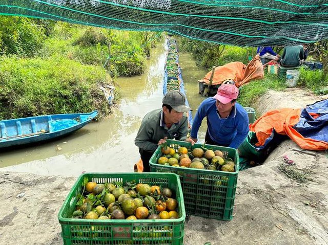 Đàm phán xuất khẩu cam sành <a href=