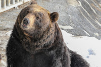 Sankebetsu Brown Bear Incident - Ketika Seekor Beruang yang Kelaparan Mulai Memangsa Manusia 