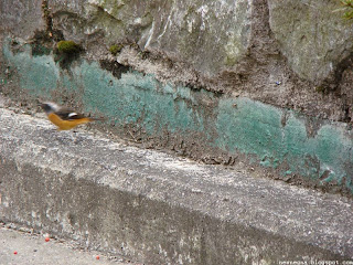 길에서 만난 새( great tit)