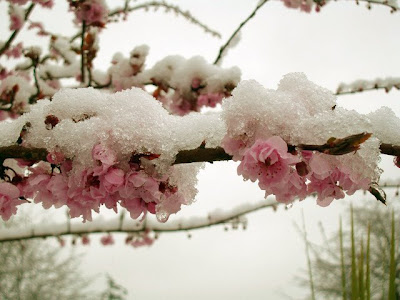 I love Cherry Blossoms and what better theme for a wedding or bridal shower