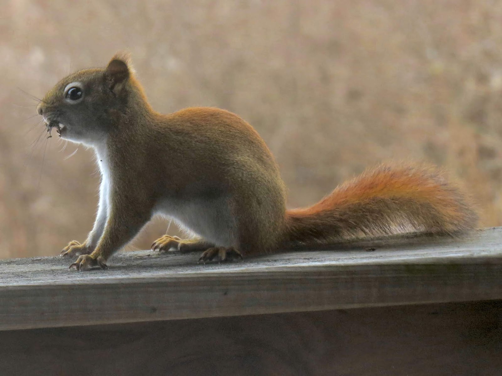 red squirrel