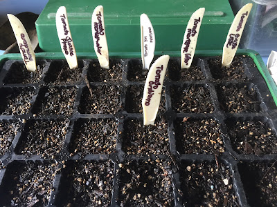 Tomatoes seeds sown into domed trays