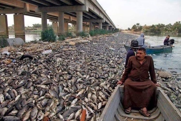 Mengungkap Fakta di Balik Ribuan Ikan di Sungai Efrat yang Mati Misterius, naviri.org, Naviri Magazine, naviri