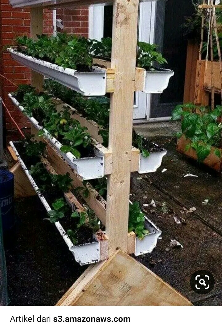 Ide Kreatif Cara Menanam Tanaman Hidroponik dari Botol Air ...