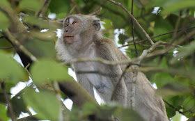 Long-tailed Macaque (Macaca fascicularis)