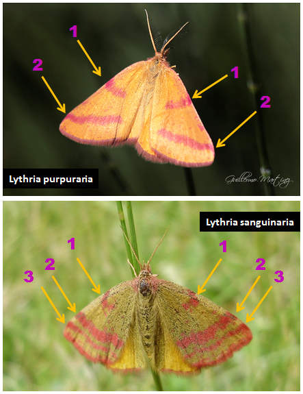 Diferencias visuales entre Lythria purpuraria y Lythria sanguinaria