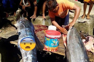 Nelayan Ini Membawa 'Ikan Besar' Hasil Tangkapannya, Sungguh Mengejutkan Sesuatu yang Aneh di Tubuh Ikan itu Ia Langsung  'Dikepung' Warga