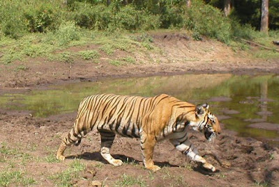 Sunderban