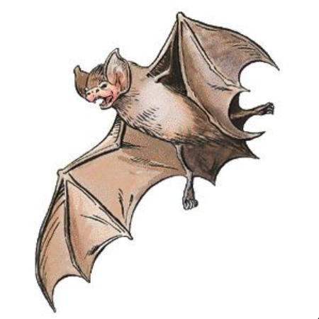 Vampire Bats Feeding. that such #39;Bat-effigie s#39;
