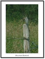 Wild Birds Of Colorado