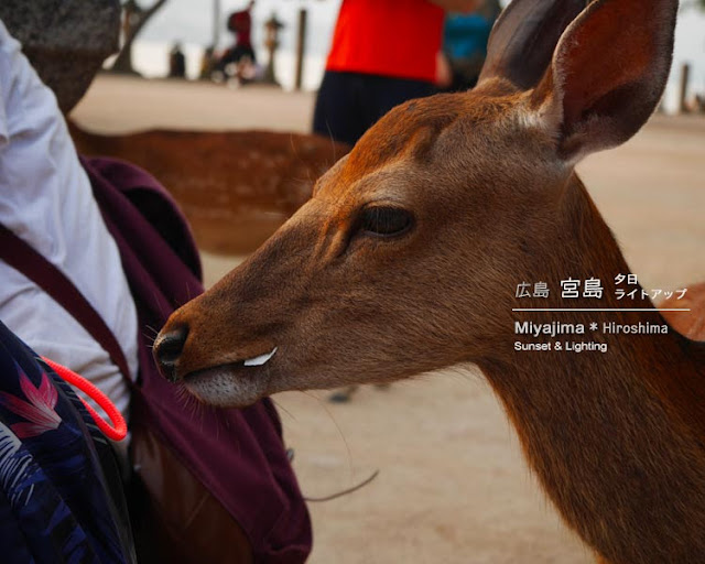 外国人観光客の紙を食べる鹿