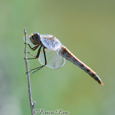 variegated meadowhawk dragonfly