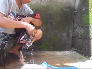 merawat ayam bangkok