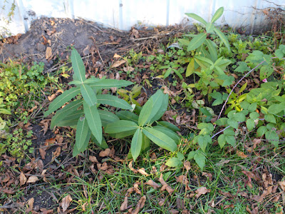 Photograph of very small milkweed plants.