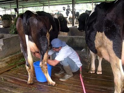 usaha ternak ayam potong