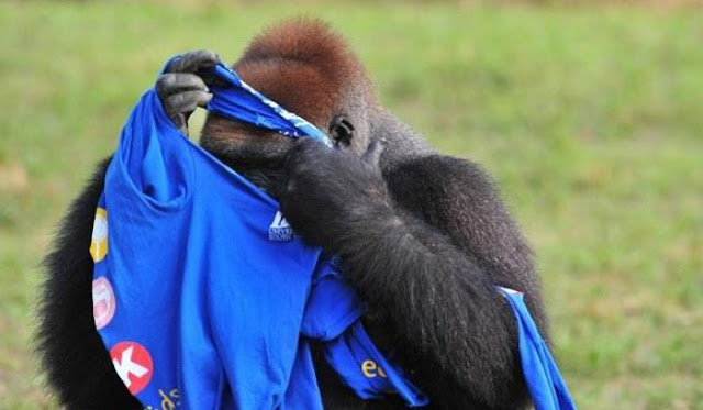 funny gorilla get dressed in t-shirt, funny gorilla photos, gorilla and t-shirt, gorillas pictures