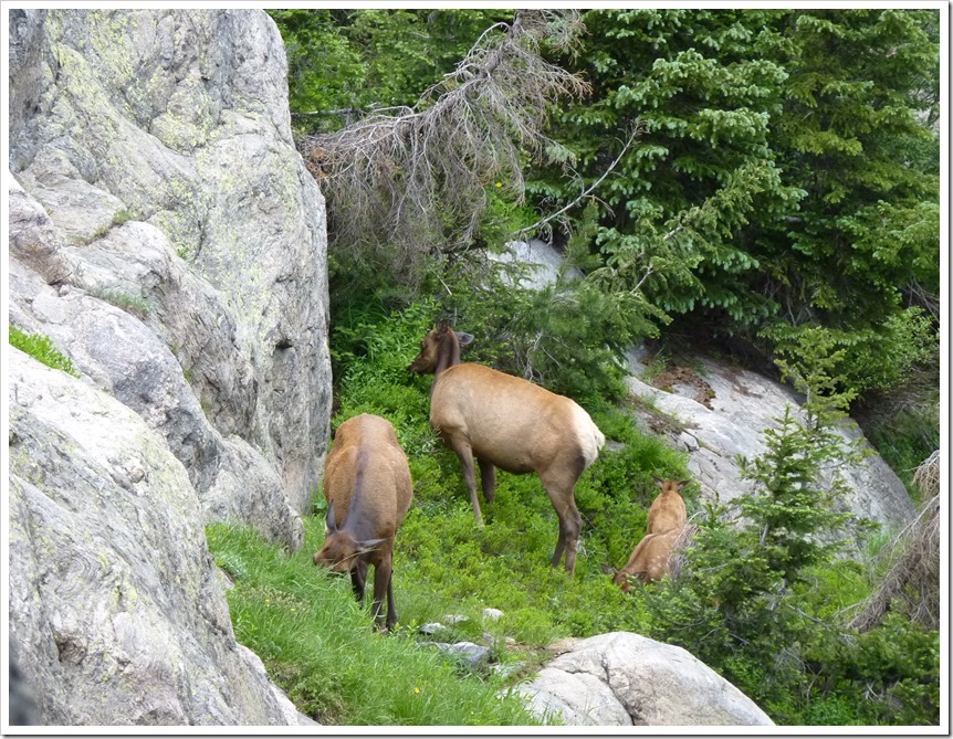 Elk