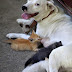 DOG AND CATS FUNNY PICTURE