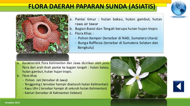  Flora  di  Indonesia  bagian Barat Timur dan Tengah