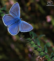 Mariposa ícaro (Polyommatus icarus)