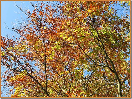 0143leaves3