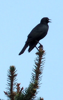 grackle