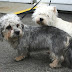 Dandie Dinmont Terrier