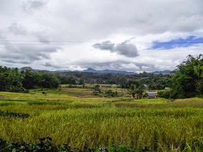 Harmoni Alam dan Budaya di Pelataran Tongkonan, Pedesaan Toraja