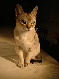 ruddy abyssinian cat for sale - Tawny - Usual