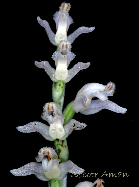 Goodyera schlechtendaliana