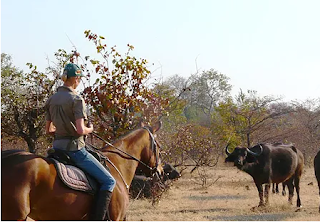 Chobe full day game safari