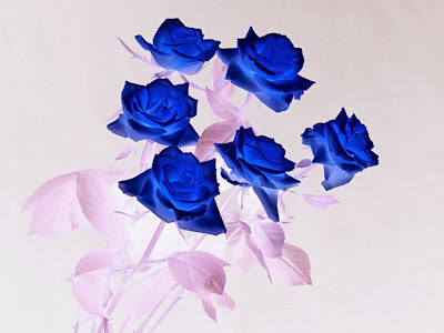 Blue-Rose-Wallpaper-background