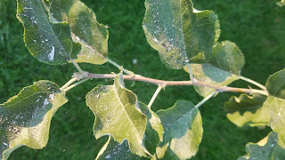 Ash from Forest fires gathering on tree leaves. Photo credit: Susan Carter