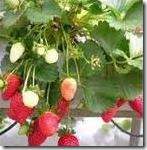 Cara bertanam strawberry
