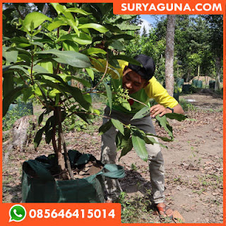 planter bag dari suryaguna 085646415014