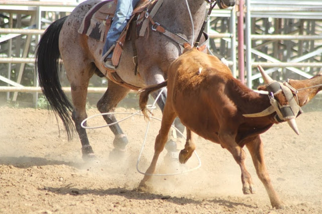 team roping at the Sheridan Elk's Youth Rodeo