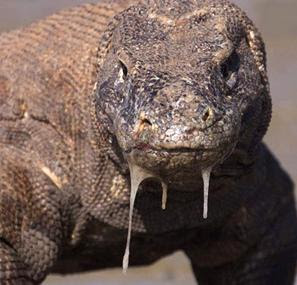 [Image: komodo.JPG]