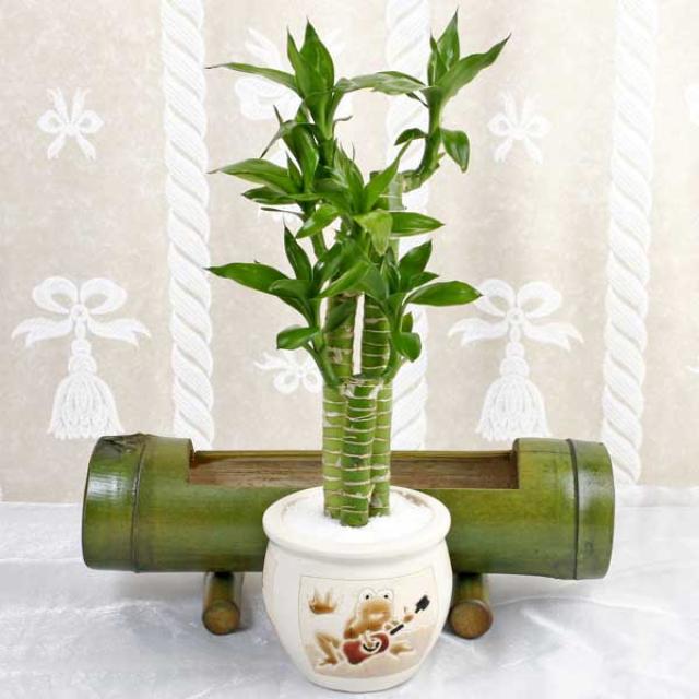 Bamboo Indoor Plants4