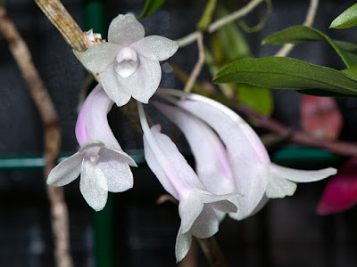 Dendrobium aphanochilum care and culture